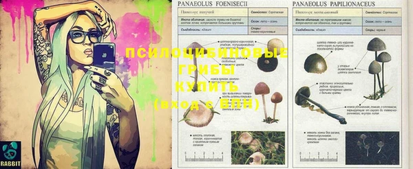 PSILOCYBIN Абдулино